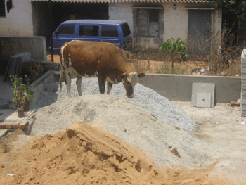 cow_in_gravel cow standing on sand and gravel piles