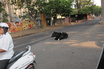 cow_in_street black cow sitting in middle of street in India